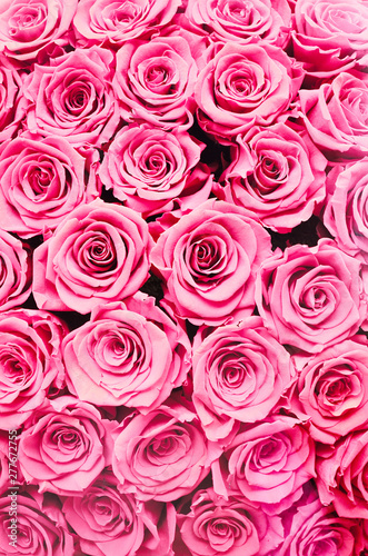 Bright Colorful Pink Roses Background Texture