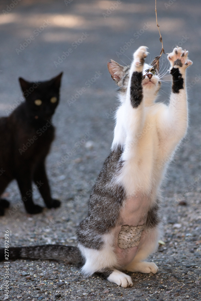 Fototapeta premium Wild cats in the street