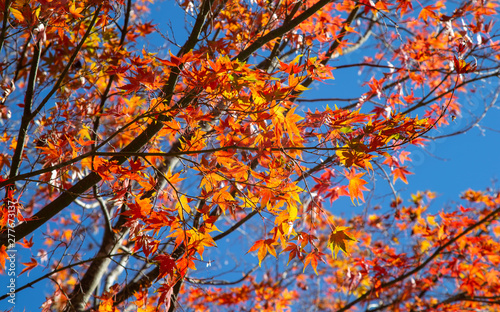 Red maple leaves in autumn