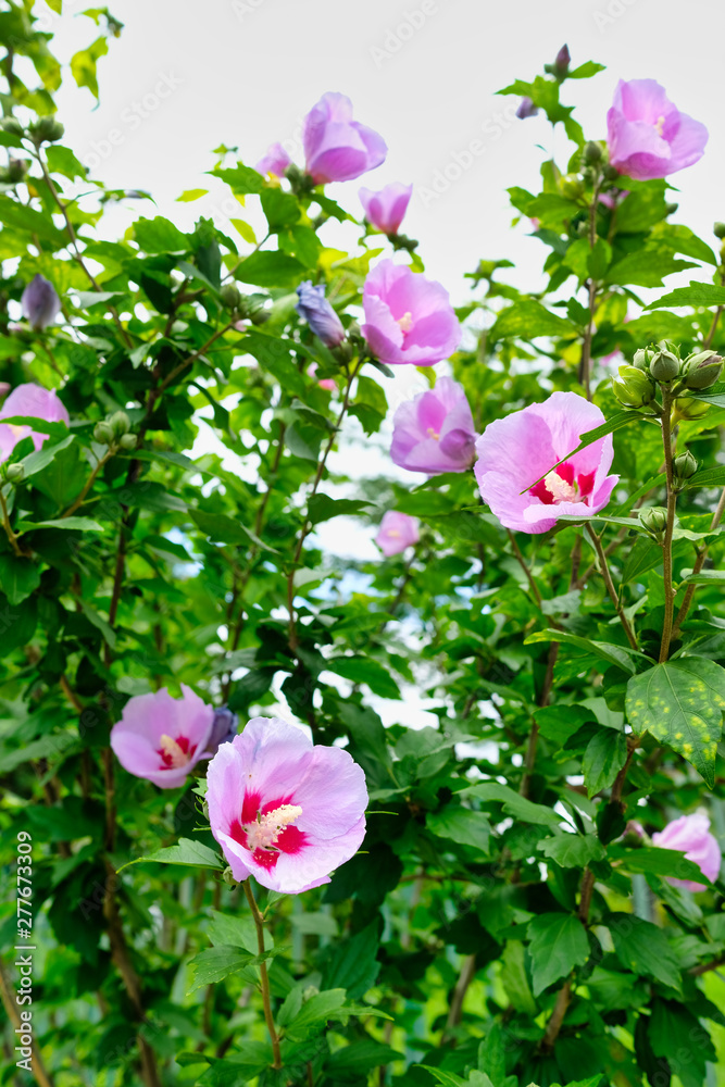 pink cotton rose flowers in the garden