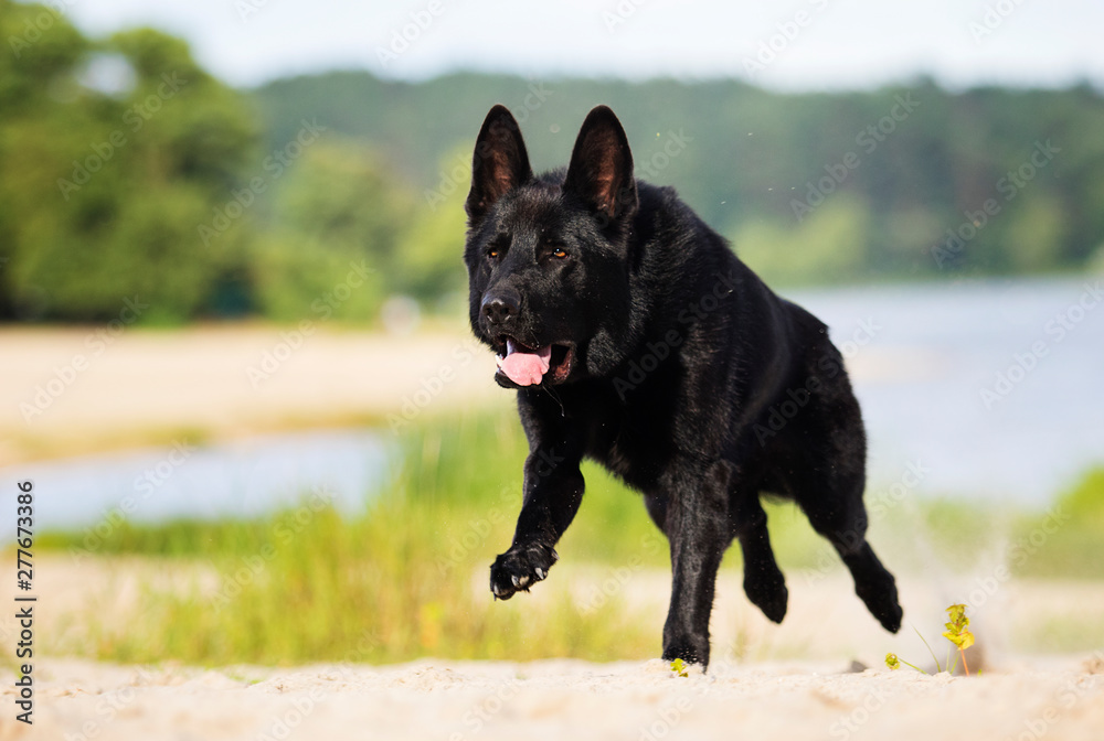 black german shepherd dog runs along the river bank