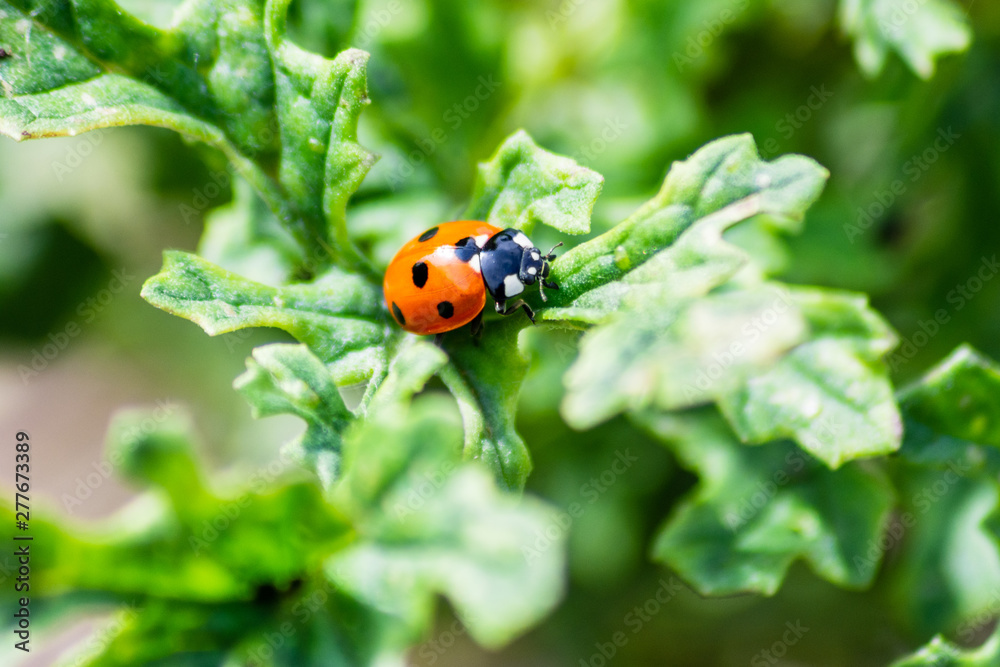 A Seven-spotted ladybird Coccinella septempunctata exploring a ragwort plant A Seven-spotted ladybird Coccinella septempunctata exploring a ragwort plant