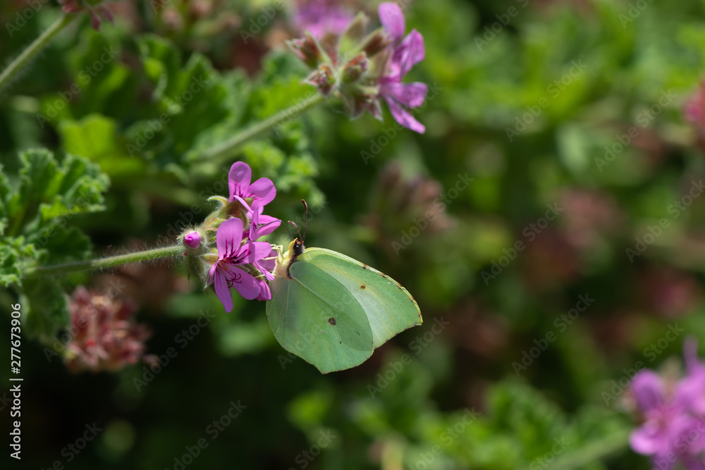 Gonepteryx rhamni, endemic butterfly of Corsica Gonepteryx rhamni, endemic butterfly of Corsica