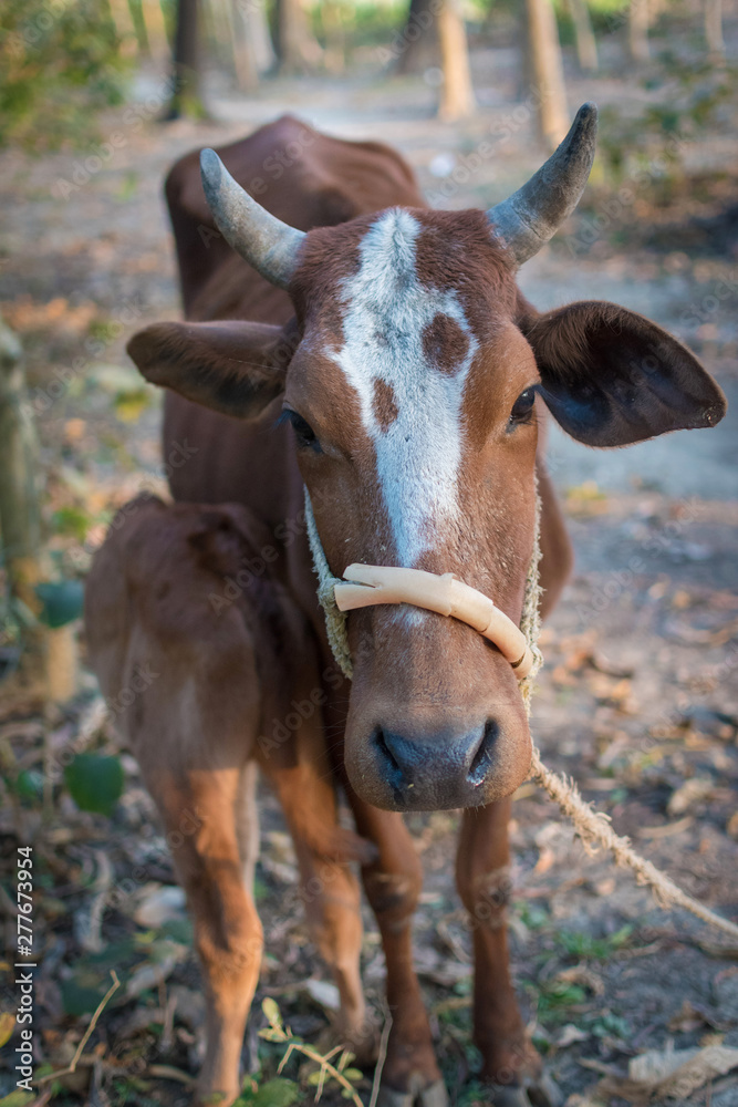 Mother cow feeding her baby at a countryside farm in West Bengal, India