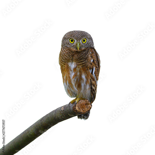 Bird isolated on white background ,Asian Barred Owlet perching on a branch © chamnan phanthong