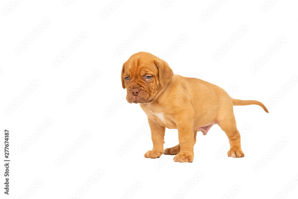 Cute puppy French breed dogue de Bordeaux standing isolated on a white background with copy space Cute puppy French breed dogue de Bordeaux standing isolated on a white background with copy space