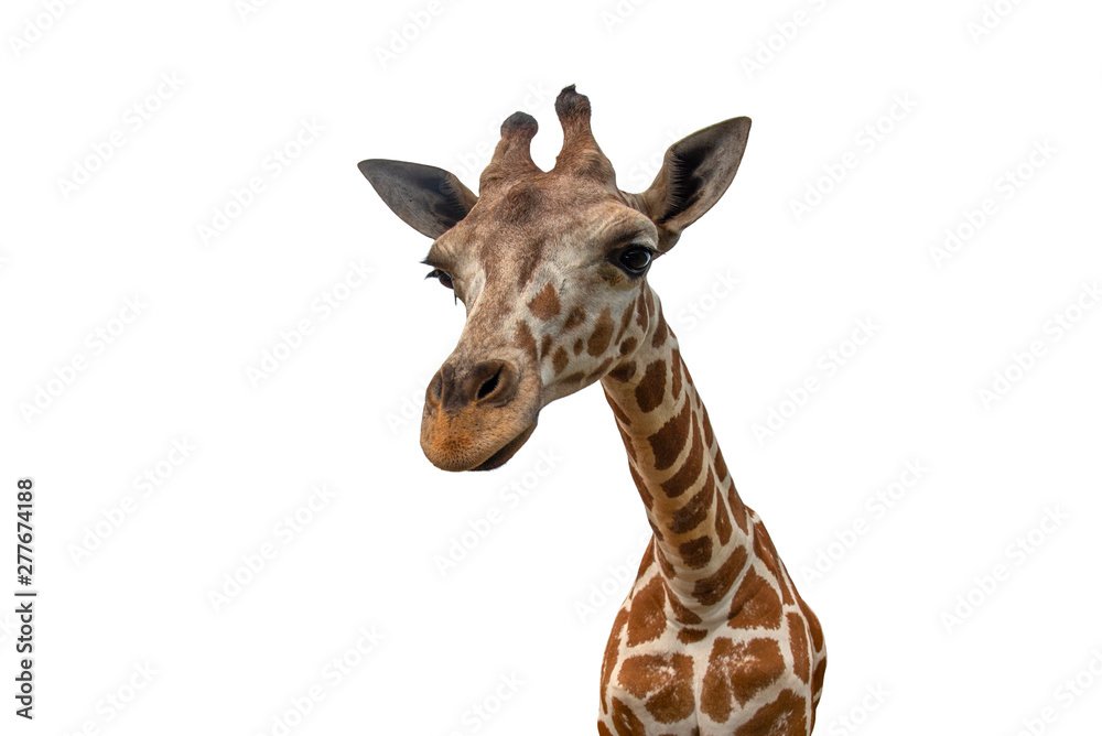 Closeup giraffe isolated on white background