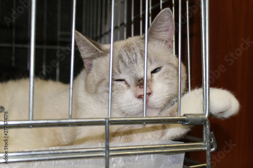 Εκτύπωση καμβά White cat named Hodor sitting in a cage in a shelter for homeless cats