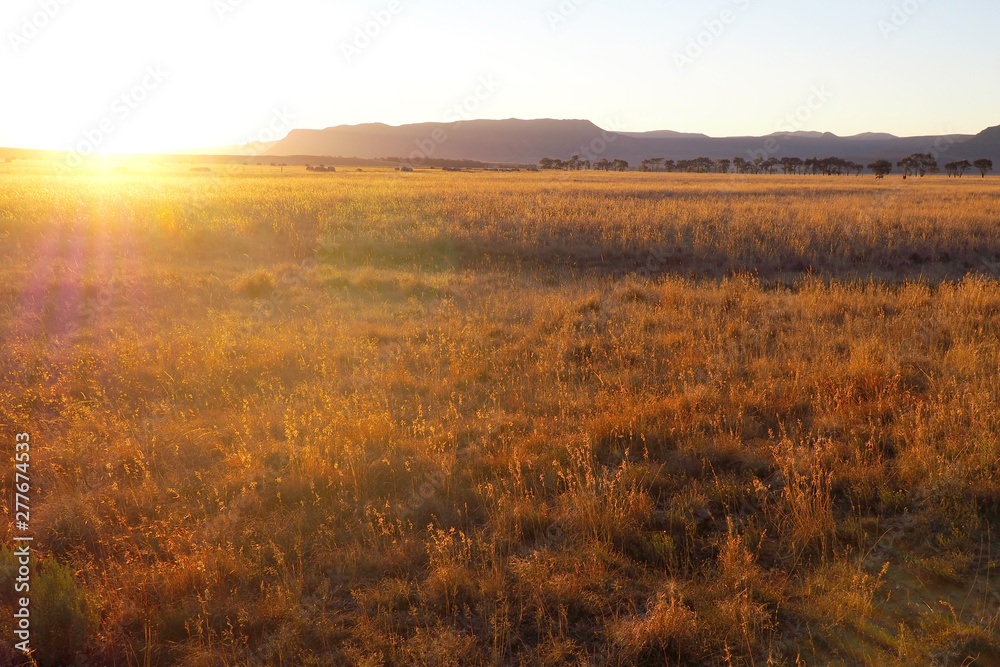 Grassland with setting sun