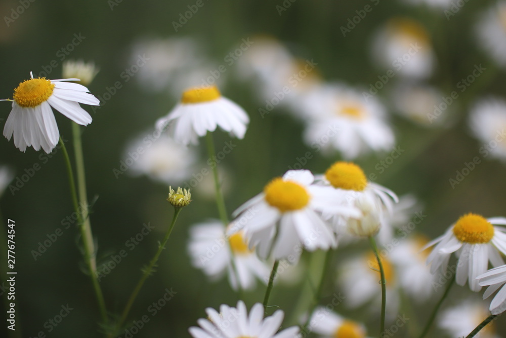 field of daisies field of daisies