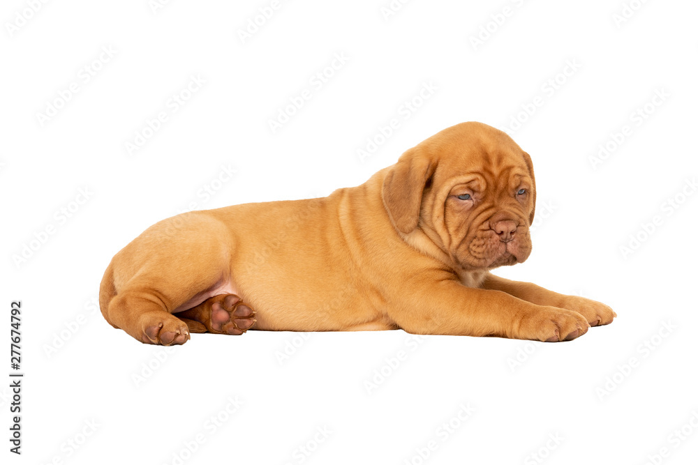 Cute puppy French breed dogue de Bordeaux lying isolated on a white background with copy space