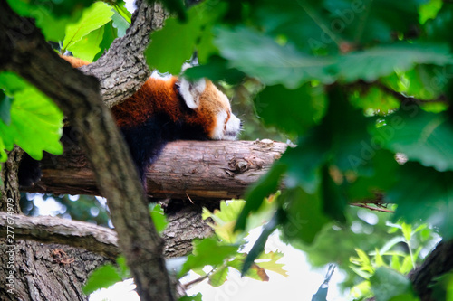 red panda on tree © Matthewadobe