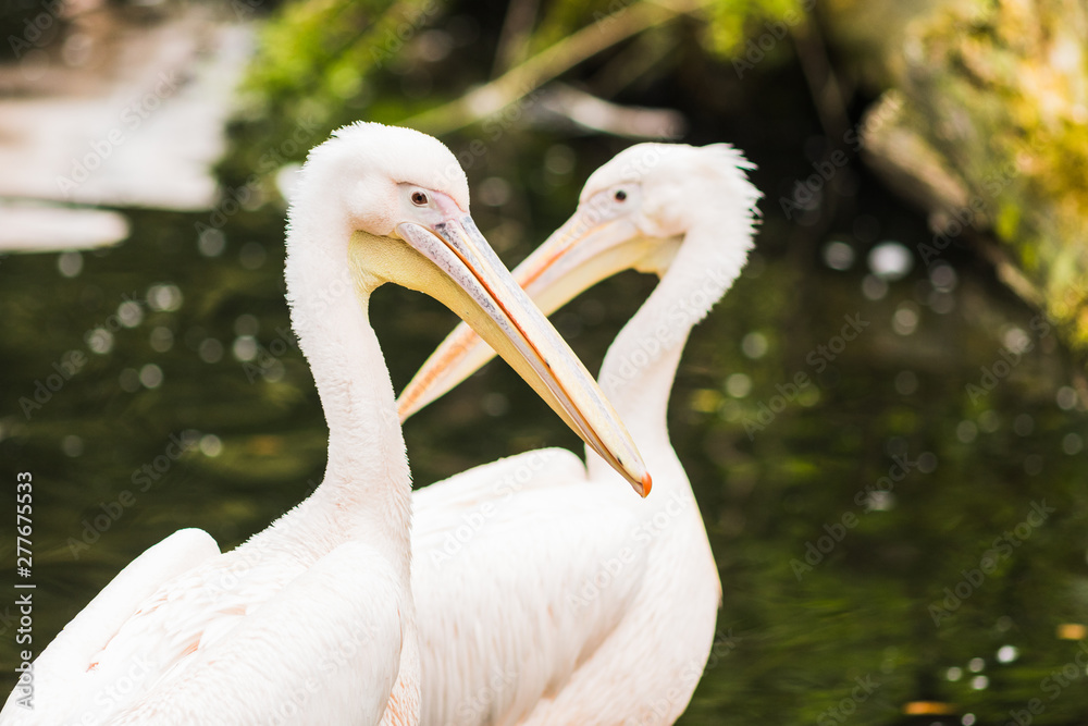 The Pink-backed Pelican or Pelecanus rufescens portrait The Pink-backed Pelican or Pelecanus rufescens portrait