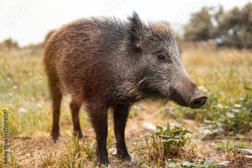 A wild boar or hog stands still in the country side field at the sunset with unfocused background. Wild nature concept