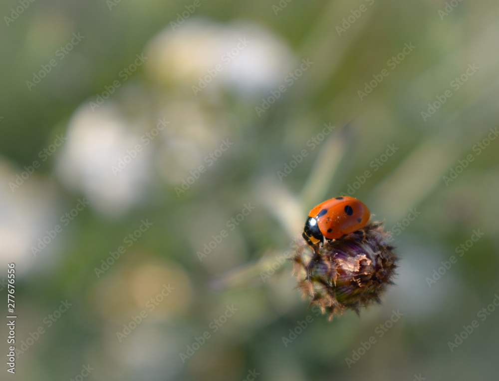 Obraz premium Ladybug