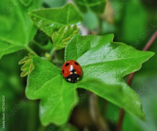 Ladybug © Silvia