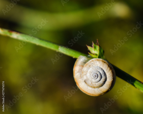 Snail on green background