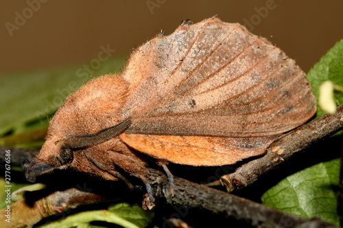 lasiocampidae-oakleaf butterfly © Алексей Линник