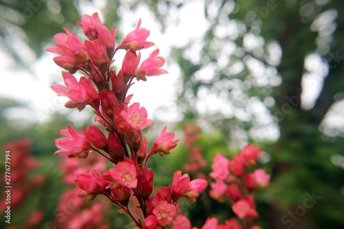 flowers in garden
