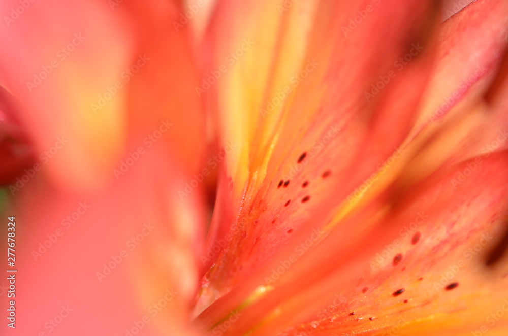 Close up beautiful Lily flower. Macrophotography. - Image