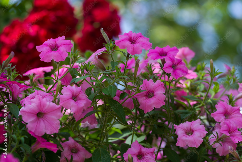 Fototapeta premium Pink petunia close up against a green background