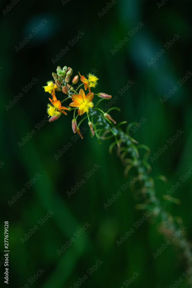 Yellow Asphodele with dark green background Yellow Asphodele with dark green background
