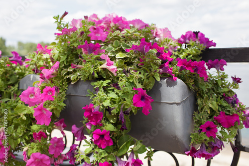 Background of blooming petunia surfinia