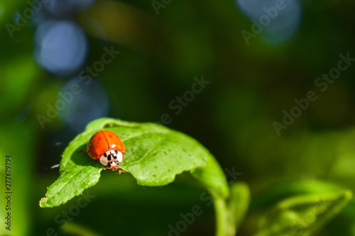 Ladybird eating a green leaf of a tree in the rays of the setting sun