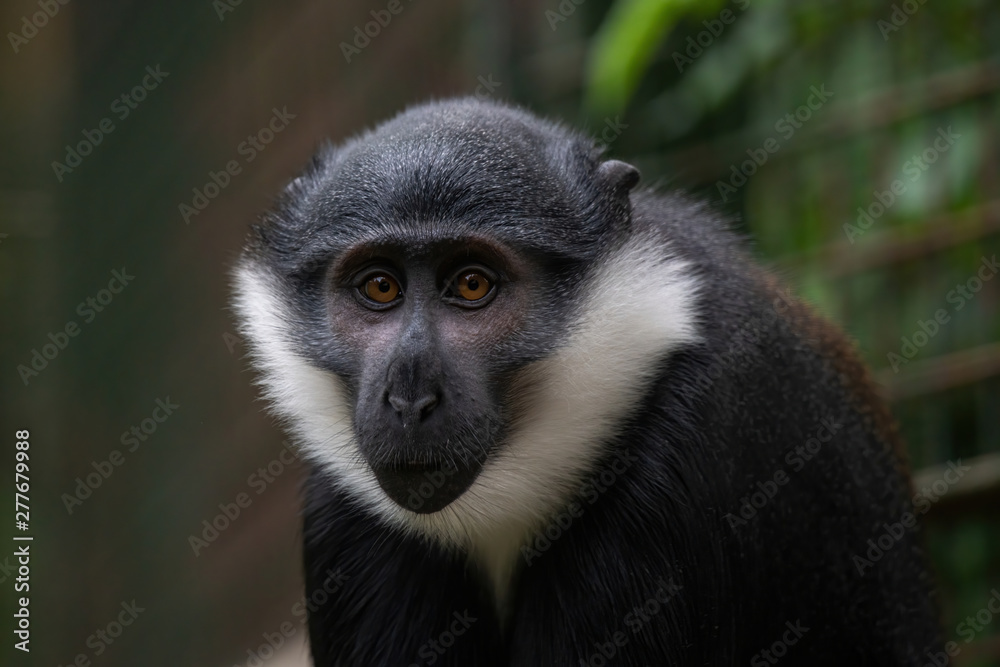 Close up of Lhoest's monkeys (Cercopithecus lhoesti) Close up of Lhoest's monkeys (Cercopithecus lhoesti)