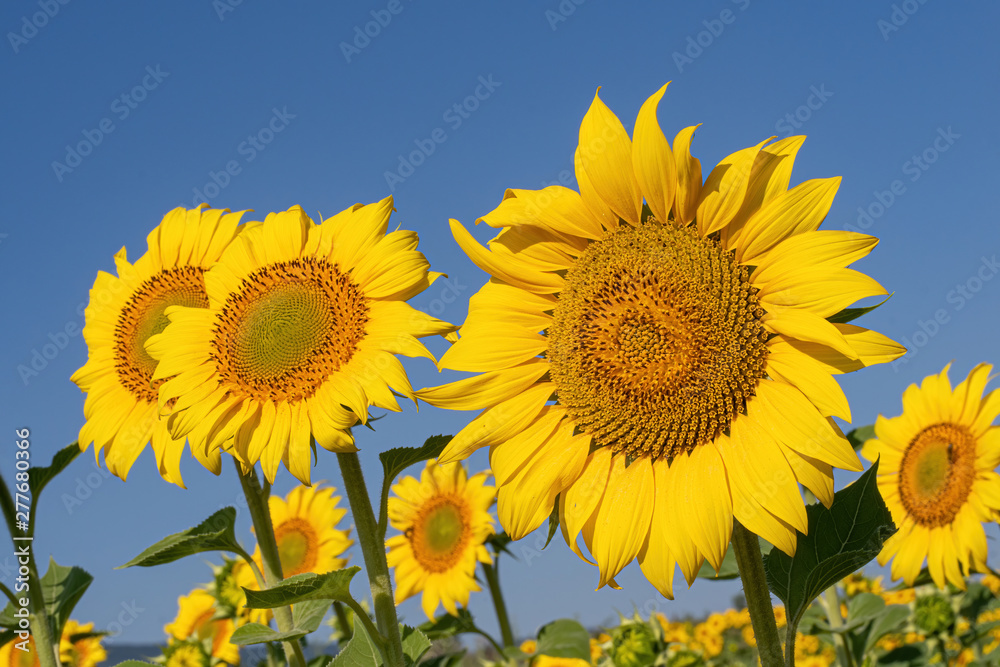 Beautiful yellow sunflower. Sunflowers in the sun. Agricultural landscape. Beautiful yellow sunflower. Sunflowers in the sun. Agricultural landscape.
