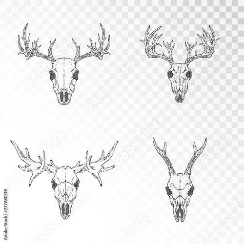 Vector set of hand drawn skulls of horned animals: deer, stag and moose o transparent background. Black linear shape.