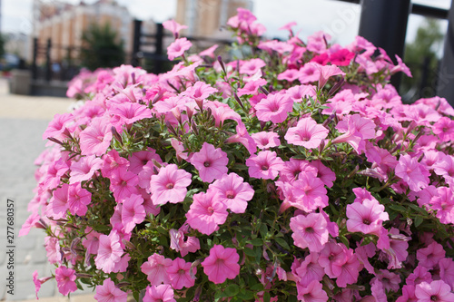 Wallpaper Mural Background of blooming petunia surfinia Torontodigital.ca