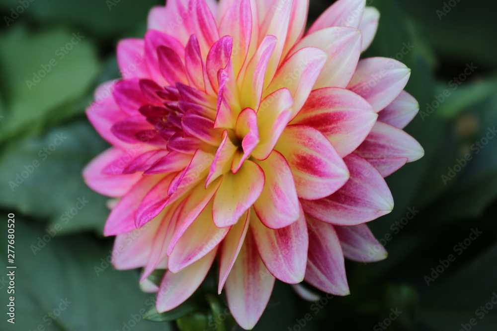 pink flower in garden pink flower in garden