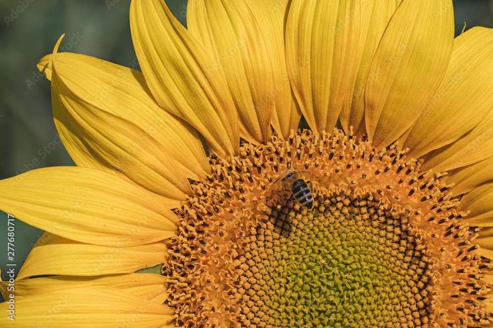 Beautiful yellow sunflower. Sunflowers in the sun. Agricultural landscape. Beautiful yellow sunflower. Sunflowers in the sun. Agricultural landscape.