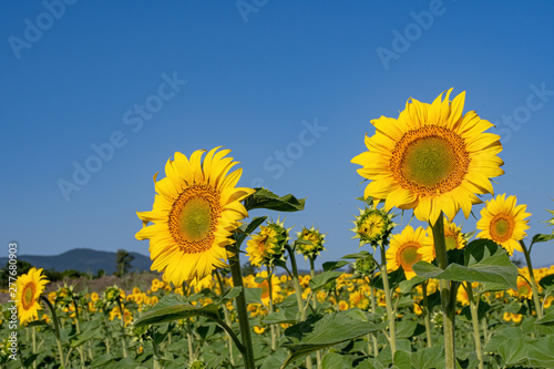 Beautiful yellow sunflower. Sunflowers in the sun. Agricultural landscape.