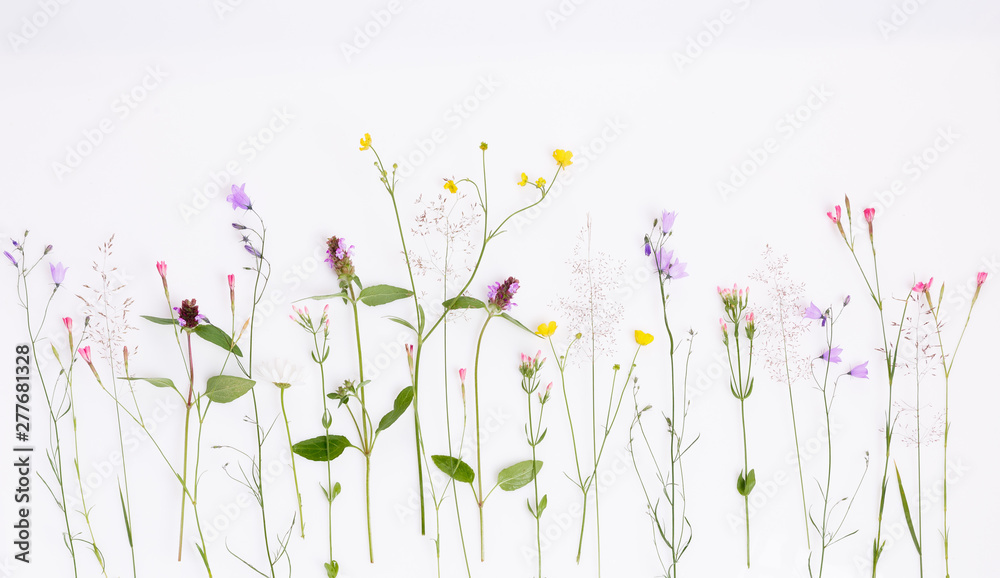 Obraz Kwiatowy wzór z polne kwiaty, zielone liście, gałęzie na białym tle. Płaski układ, widok z góry.