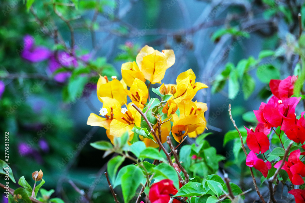 Bougainvillea flower blooming in garden blur green leaves Bougainvillea flower blooming in garden blur green leaves