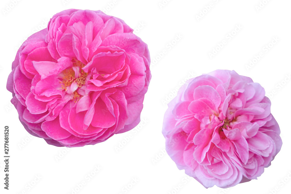 Blurred for Background.Beautiful Pink rose isolated on the white background. Photo with clipping path. Blurred for Background.Beautiful Pink rose isolated on the white background. Photo with clipping path.