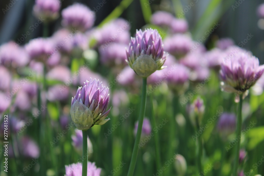 onion flowers onion flowers