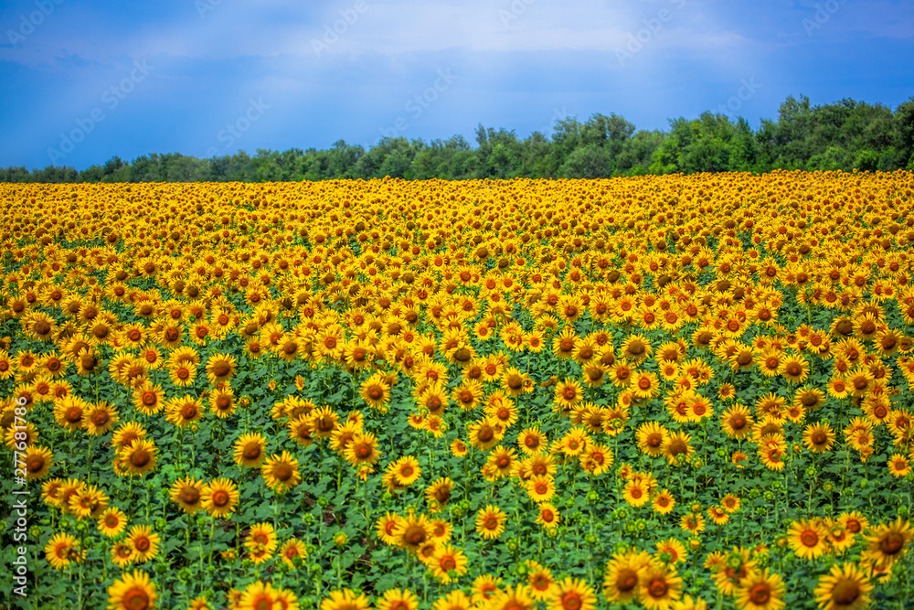 horizontal photo panorama of the field with sunflowers of very rich bright yellow blue sky, color, facing towards the photographer