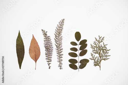 six different dry plants on white background photo