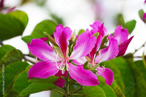 Purple Orchid Tree flowers blooming in garden blur green leaves