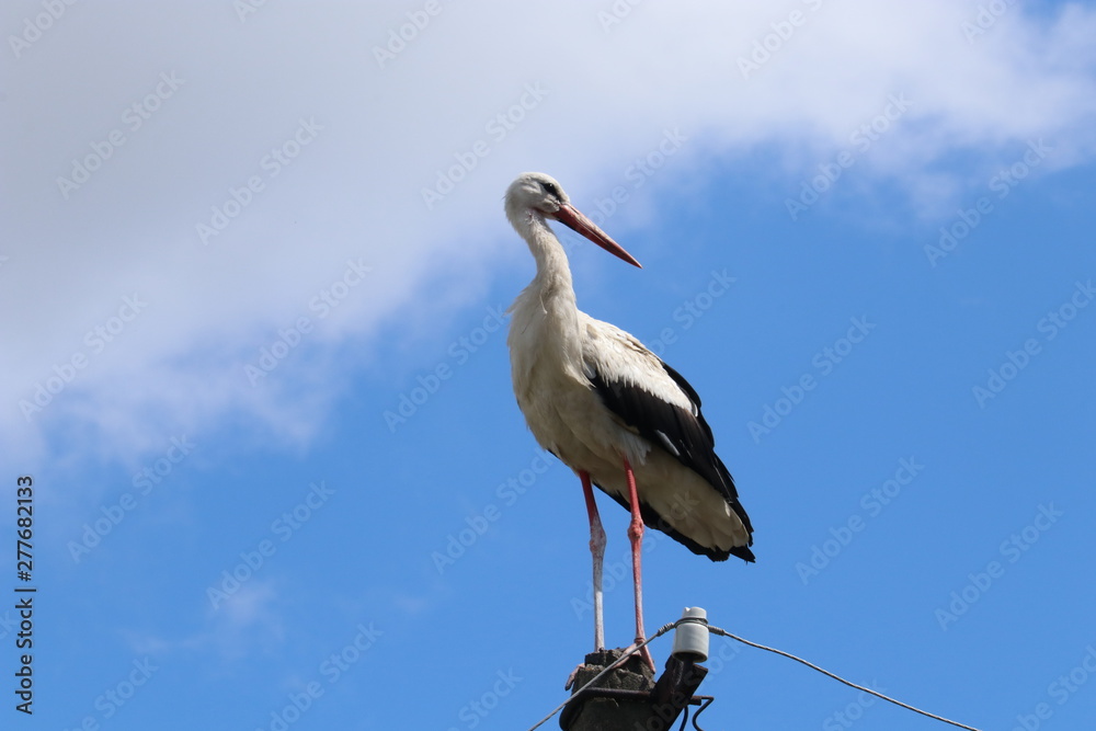 Fototapeta premium Stork sitting on a power line pole