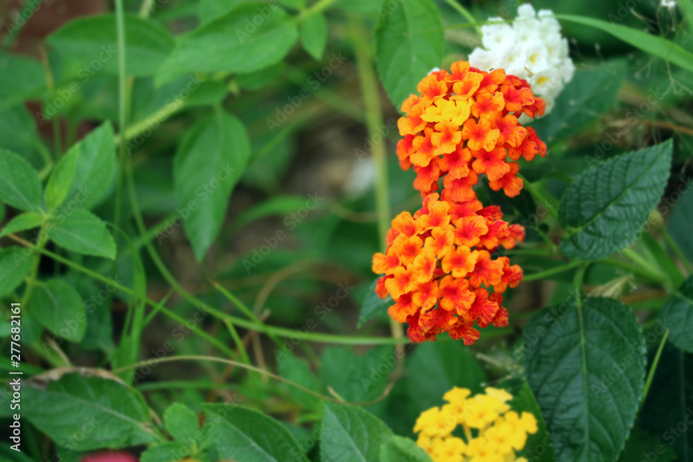 yellow red pink lantana camara flower in garden blooming yellow red pink lantana camara flower in garden blooming