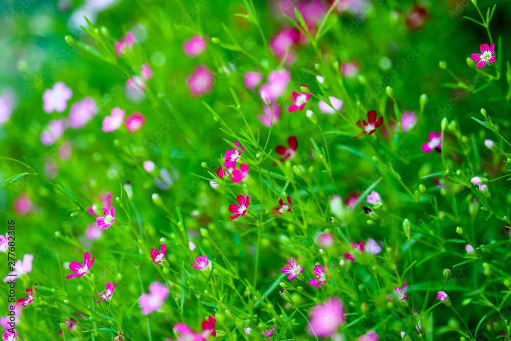colorful beautiful pink gypsophila boutique flower in garden