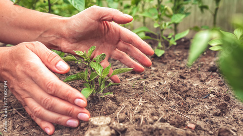 hands protecting plant growing on soil.protect nature and environment concept ecology