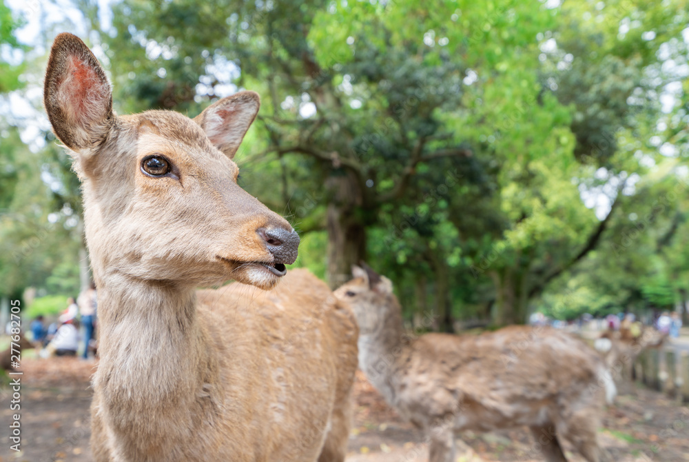 日本の観光地 / 奈良公園にいる鹿の写真 日本の観光地 / 奈良公園にいる鹿の写真