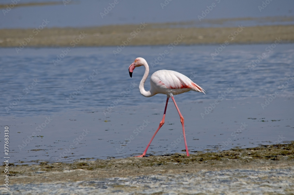 Obraz premium flamingo in zoo