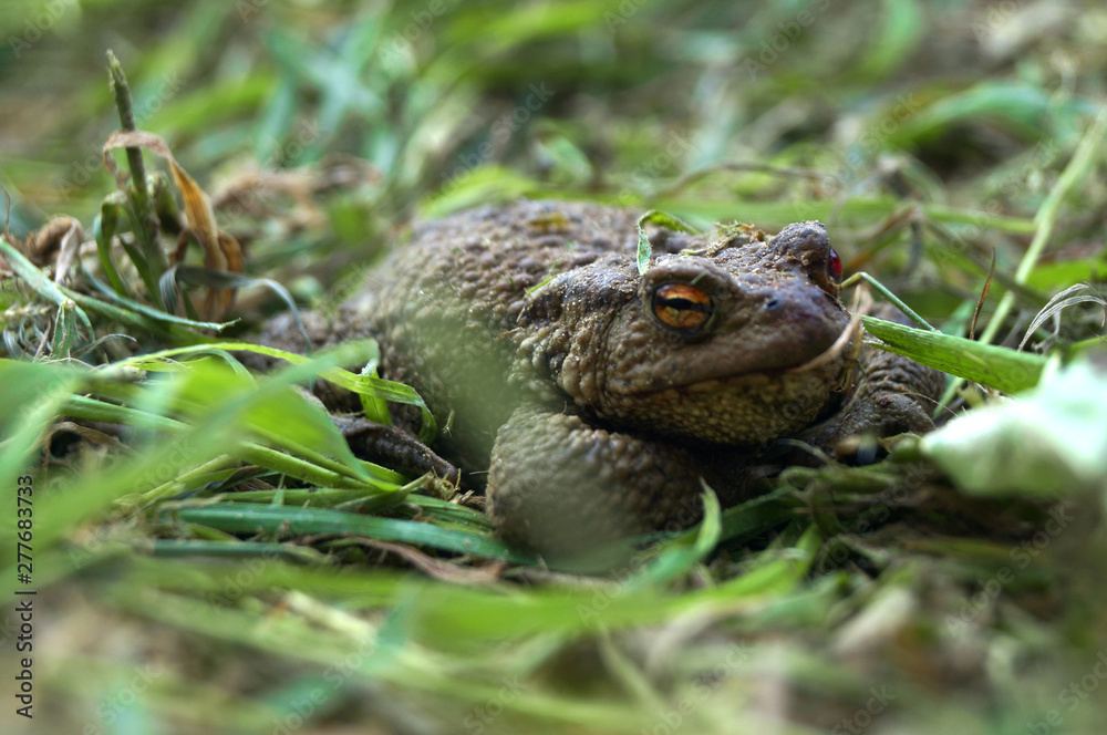 Naklejka premium Earthen toad in the grass.