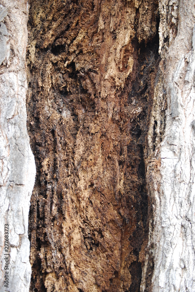 Hollow Tree Trunk, Rustic Wood Background Hollow Tree Trunk, Rustic Wood Background